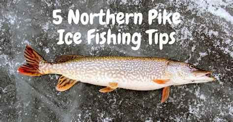 northern pike ice fishing tips | Tackle Box Talk