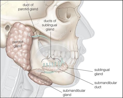 Parotid Gland Anatomy