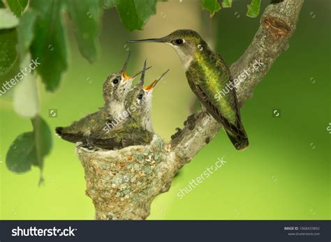 2,622 Nesting hummingbird Images, Stock Photos & Vectors | Shutterstock