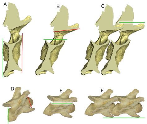 New paper out today: defining ‘cranial’ and ‘caudal’ for vertebrae | Sauropod Vertebra Picture ...