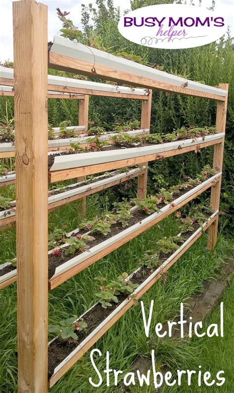 How to Grow Vertical Strawberries