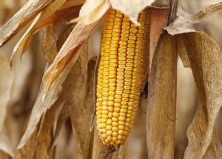 Managing Corn Harvest - Jacobsen Seed