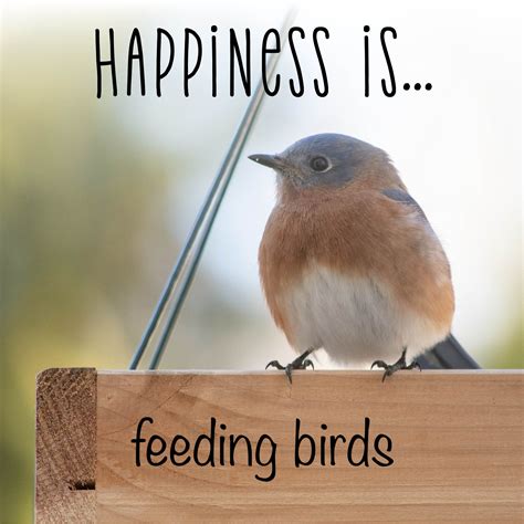 Happiness is..Feeding Birds in 2021 | Bird feeders, Bird quotes, Birds ...