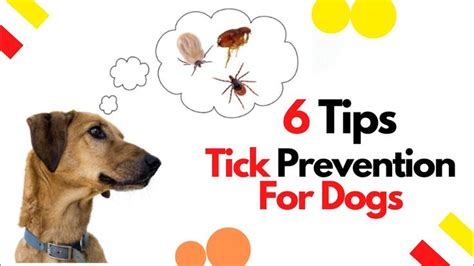 Tick prevention for dogs : 6 tips to keep your dog tick free 2020 ...