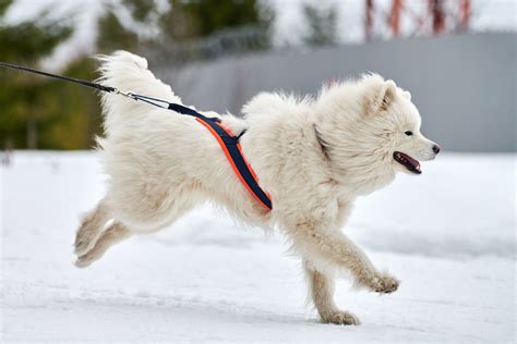 Sled Dog Breeds | The Smart Dog Guide