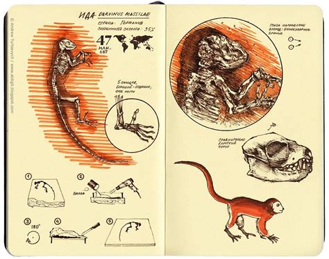 How "Ida" ("Darwinius masillae") the "missing link" in humans evolution ...