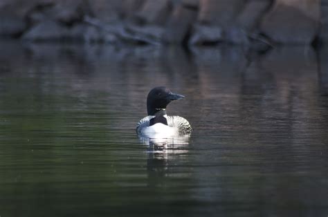 Killarney Wildlife, Ontario – alecring.ca