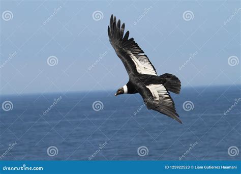 Andean Condor Flying Over Pacific Ocean Stock Image - Image of sitting, vultur: 125922523