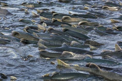 Spawning salmon stock photo. Image of side, upstream - 255241546