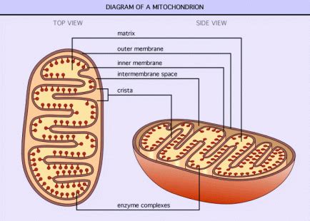 mitochondrion - Jessalyn Carpenter organelle project