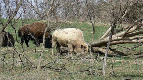 Un millar de indígenas celebran el nacimiento de un bisonte blanco en ...