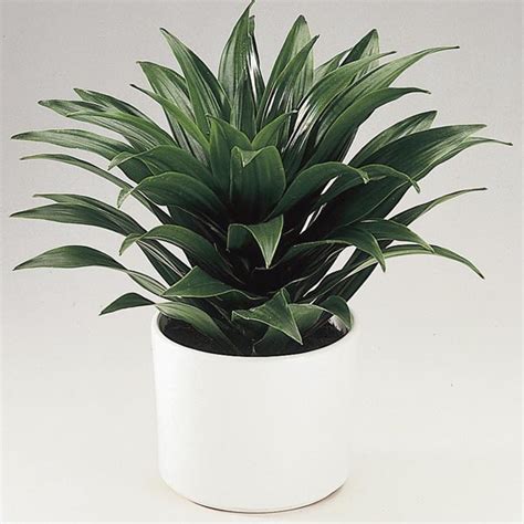 Dracaena 'Janet Craig' (Dracaena deremensis) | My Garden Life