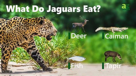 What Do Jaguars Eat? Their Diverse Diet, Explained - A-Z Animals