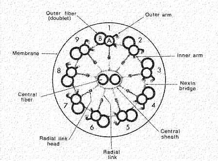 Cilia, flagella, and centrioles | Celebrate Cytochemistry | Gwen V. Childs, Ph.D.