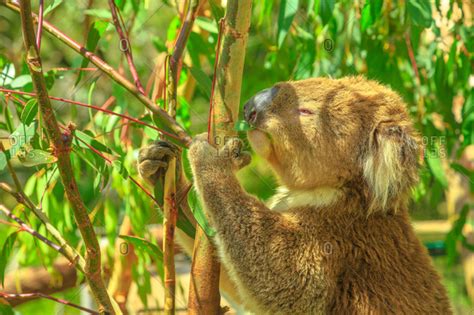 Portrait of adult koala bear eating eucalyptus leaves at Phillip Island ...