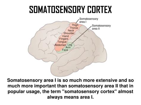 PPT - Somatosensory Cortex PowerPoint Presentation, free download - ID:6721716