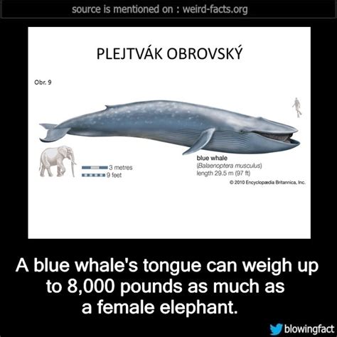 Weird Facts, A blue whale’s tongue can weigh up to 8,000 pounds...