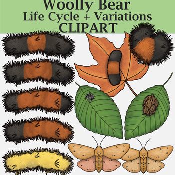 Woolly Bear Life Cycle + Color Variations Clipart by The Naturalist