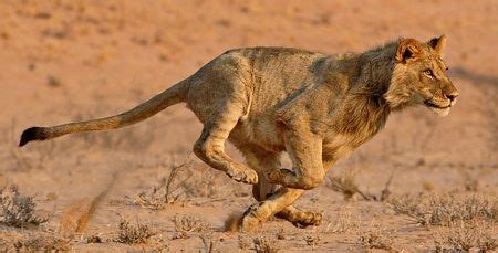 young lion cub run running action pose | Cat anatomy, Cat reference, Big cats photography