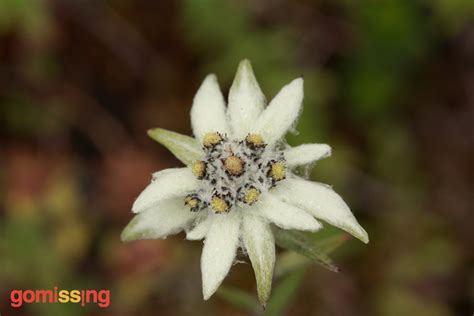 Trek to Valley of Flowers | GoMissing Trekking