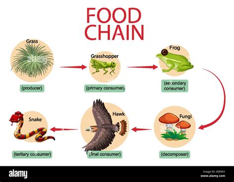 Food chain diagram concept illustration Stock Vector Image & Art - Alamy