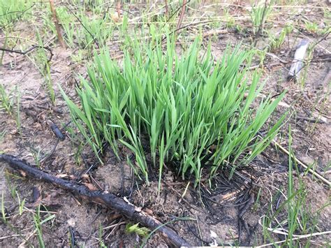 Restoring a rare ecosystem at Holland Landing Prairie Provincial Park