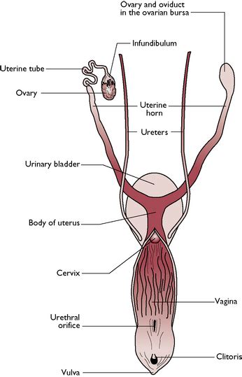 Dog Anatomy Female Reproductive