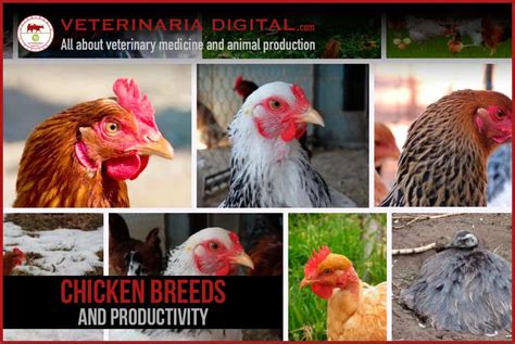 Main chicken breeds and productivity - Poultry Farm - Animal Production