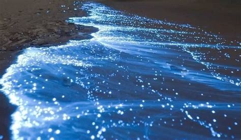 Noctiluca scintillans - Alchetron, The Free Social Encyclopedia