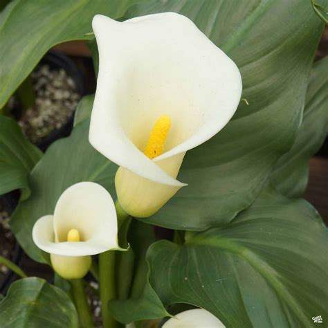 Common White Calla Lily — Green Acres Nursery & Supply