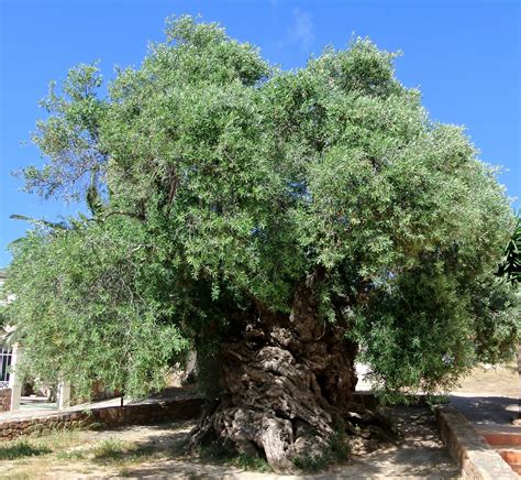 The oldest olive tree in the world. Dated to about 2,500 years. Drzewo oliwkowe ok. 2500lat ...