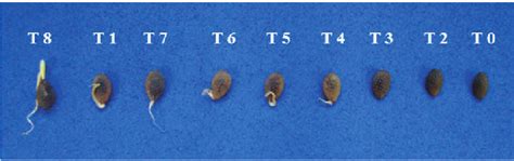 Visual appearance of the pre-germination treatments in the purple... | Download Scientific Diagram