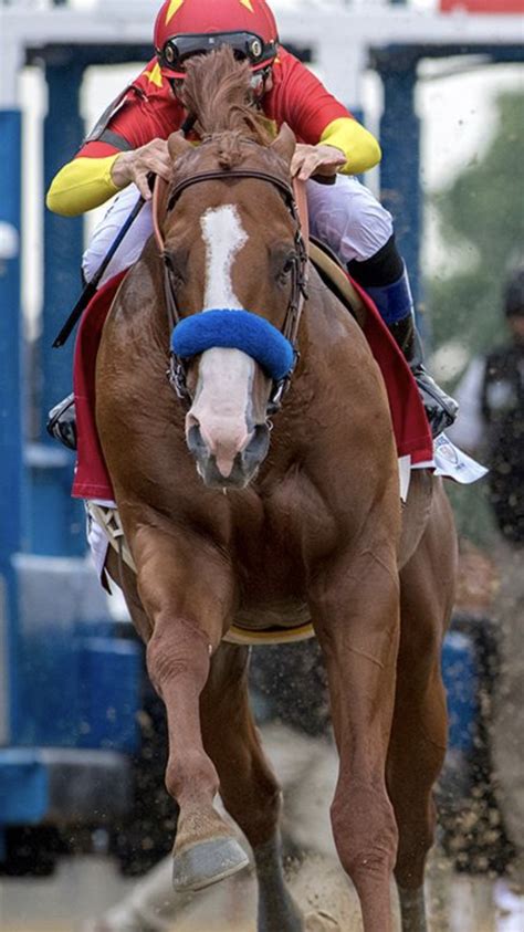 Justify-Triple Crown Winner | Horse breeds, Show horses, Saratoga horse ...