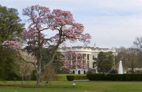 Magnolia blossom tree in front of White House — Stock Photo © Mishella #11300038