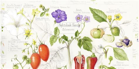 The Nightshade Family - Draw Botanical LLC