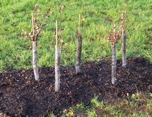 How to Plant a Hedge - Hedge Planting Guide