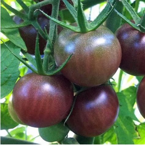 Black Prince Tomato Plant – Plume & Leaf Farm