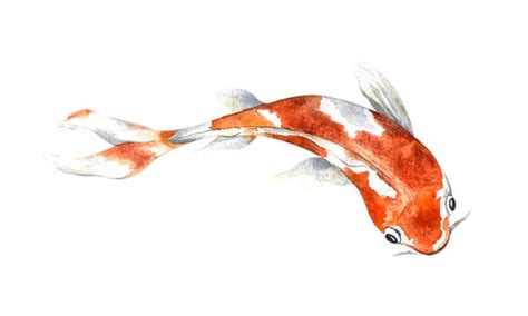 Watercolor Koi Fish