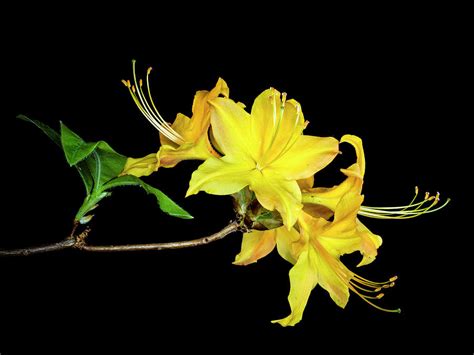 Yellow Azalea Photograph by Gayle Fleming