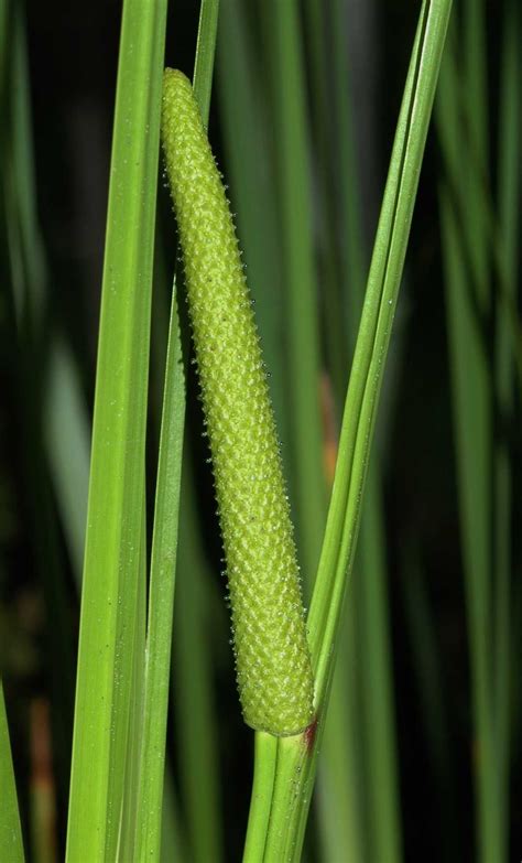 Acorus calamus (Acoraceae) image 21951 at