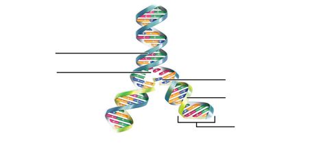 Lab 8: DNA Replication Diagram Label Diagram | Quizlet