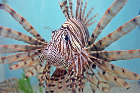 Misinformation is keeping invasive, destructive lionfish around