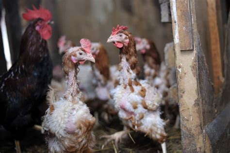 Molting Chickens: Why Do Chickens Molt and How You Can Help Them