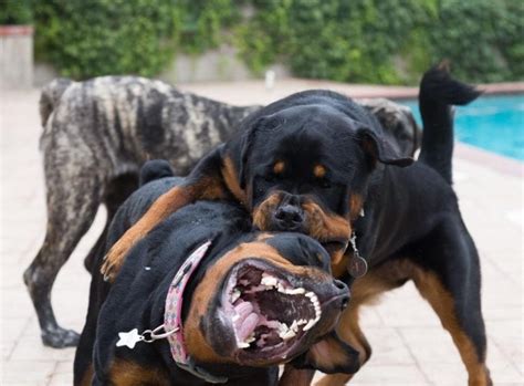 How To Stop Your Rottweiler From Unnecessary Biting? - Rottweiler Life