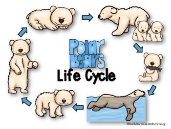 Polar Bear Life Cycle by Teach Learn Bake with Christie G | TPT