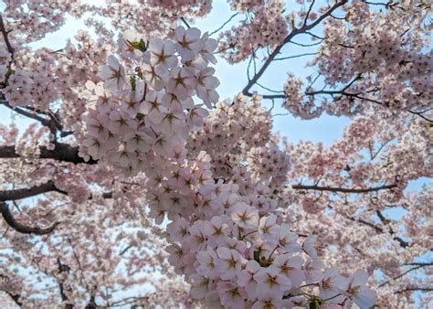 Sapporo, Cherry Blossoms 2022 | Hokkaido A4JP Travel Guide