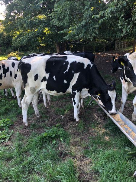 Incalf heifers clogher mart Saturday 10th December for sale in Tyrone for £123,456 on DoneDeal