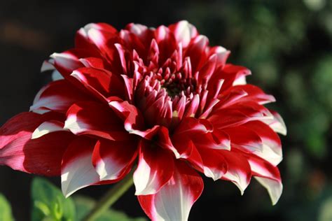 Free Images : blossom, flower, petal, bloom, red, botany, flora, flowers, dahlia, exotic, macro ...