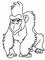 Ape Coloring Pages  Best For Kids sketch template