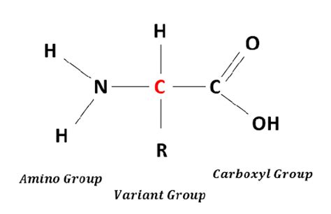 Glycine Structure: Uses, Preparation, Solved Examples